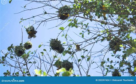 Aves Tejedoras Construyen Colonias De Nidos Enteras En Tanzania áfrica