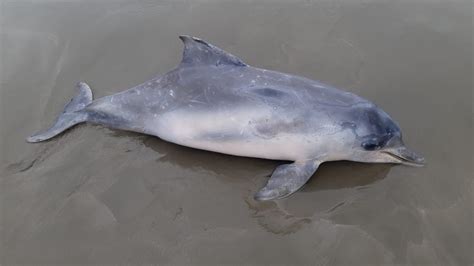 Boto cinza é encontrado encalhado em praia do litoral de SP Santos e