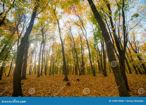 Magical autumn forest stock photo. Image of beautiful - 143619686