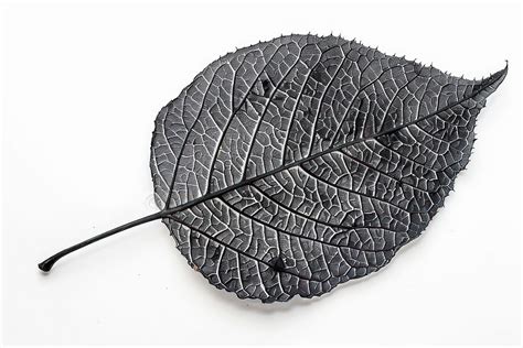 detailed black leaf texture  photo rawpixel