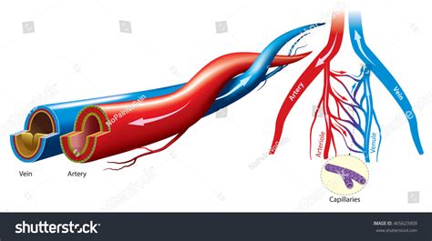 Artery And Vein Structure Stock Vector 465623909 : Shutterstock