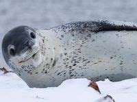 31 Antarctic Marine Mammals ideas | marine mammals, mammals, animals