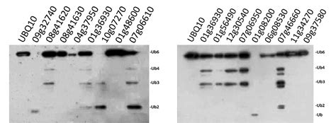 Figure From Characterization Of The Ubiquitin C Terminal Hydrolase