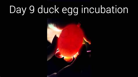 Candling Duck Eggs Day 9 Youtube