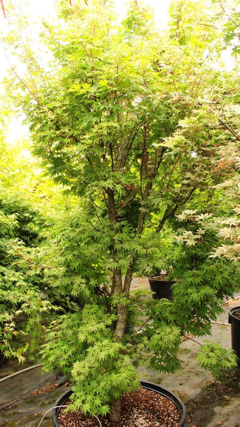 Buy Acer Palmatum Yama Nishiki Snow Peak Specimen Conifer