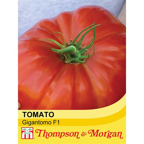 Tomato Gigantomo F1 Hybrid Seeds Van Meuwen