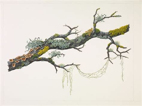 Sml Oak Branch Wfungi And Lichens Botanical Painting Botanical Art