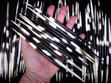 Multipack 7 8 Thick Porcupine Quills African Wholesale Bulk Needles
