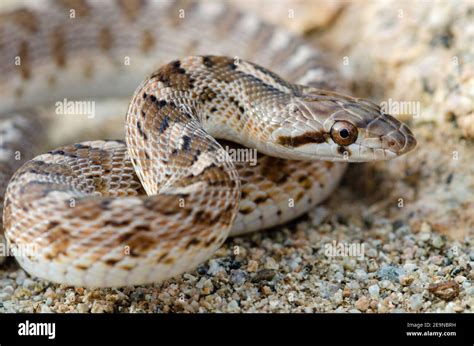 Glossy Snake (Arizona elegans Stock Photo - Alamy