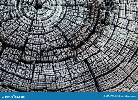 Tree Rings Texture Cross Section Of Tree Showing Growth Rings Royalty