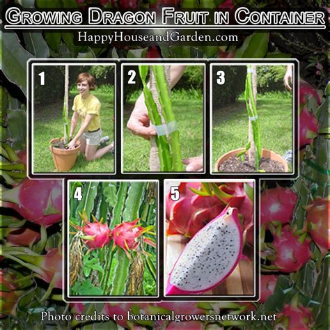 Growing Dragon Fruit In Container Happy House And Garden How To