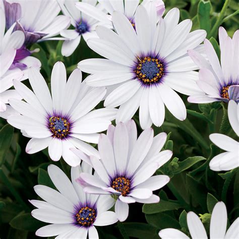 Osteospermum Soprano White Buy African Daisy Annuals Online