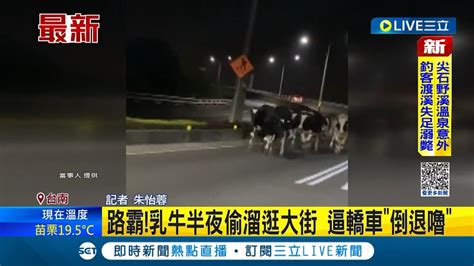 三立最新 整條馬路就你最大牌 乳牛半夜逛大街當起路霸 一個move逼得後方轎車緊急倒退嚕｜【live大現場】20221211｜三立新聞