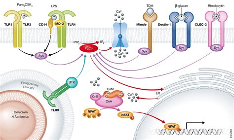 Calcineurinnfat Signalling In Myeloid Leucocytes New Prospects And