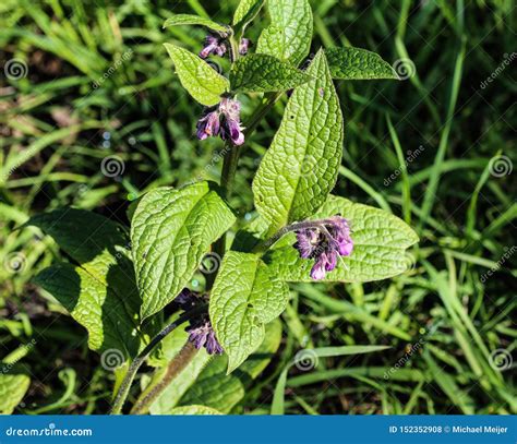 Wild Common Comfrey Or True Comfrey Symphytum Officinale Flower