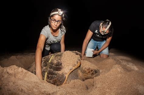 Temporada De Reprodu O De Tartarugas Marinhas No Brasil Requer Aten O