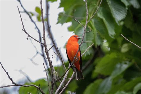 Bird Tanager Scarlet Free Photo On Pixabay Pixabay