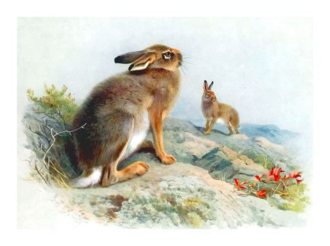 Vintage Art Bunny Rabbit Free Stock Photo Public Domain Pictures