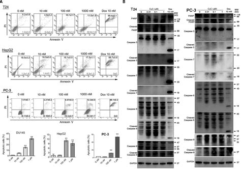 Cuc Inhibited Cancer Cell Migration Wound Healing Assay Shows Cuc