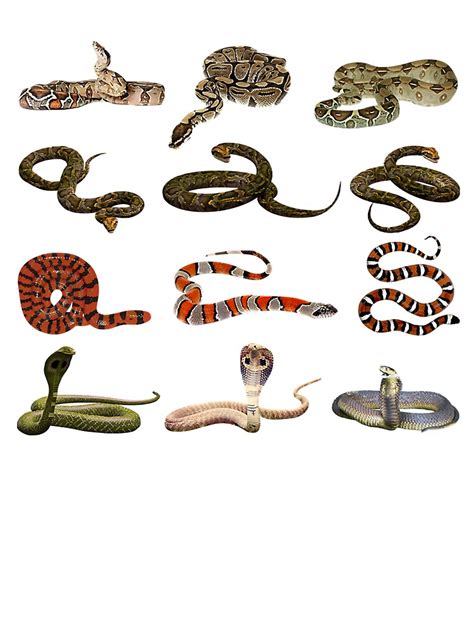 Snakes Facts And List Of Types With Pictures Reptile Fact 60 Off