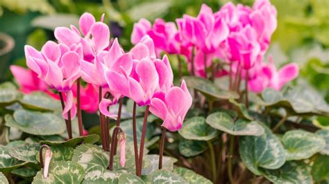 Ciclamen O Cyclamen Características Cuidados Y Plantación