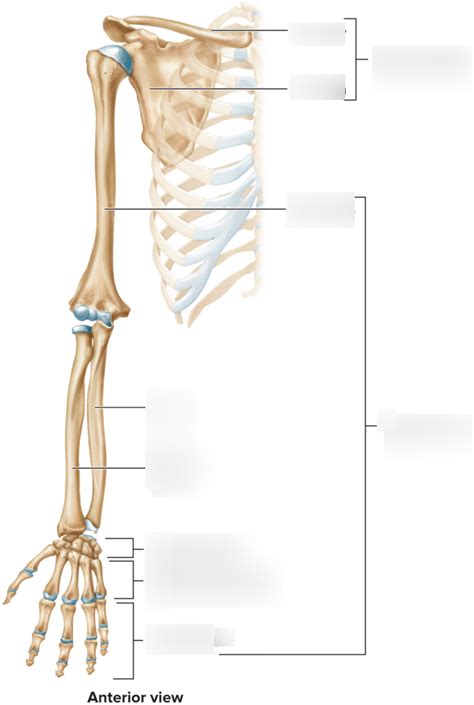 Upper Extremity Diagram Quizlet