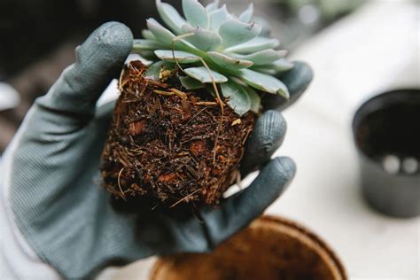 Root Rot How To Spot It And Fix It Patch Plants