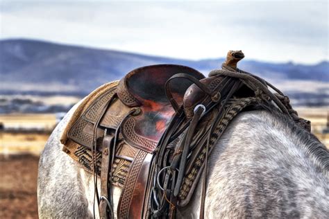 Images Gratuites Tack De Cheval Rêne Bride Selle Bête De Somme