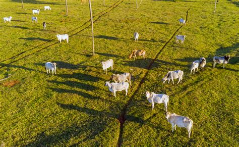 Es Oficial El Caso De Vaca Loca En Brasil Es At Pico Diario Campo