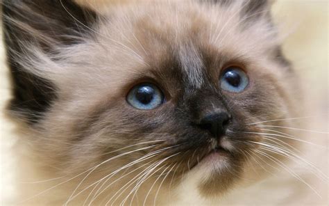 Download Himalayan Cat Animal Cat Hd Wallpaper