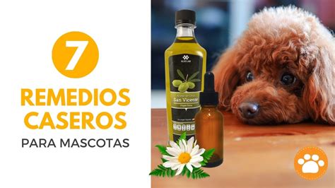 7 Remedios Caseros Para Mascotas Revista Petmi Para Amantes De Mascotas