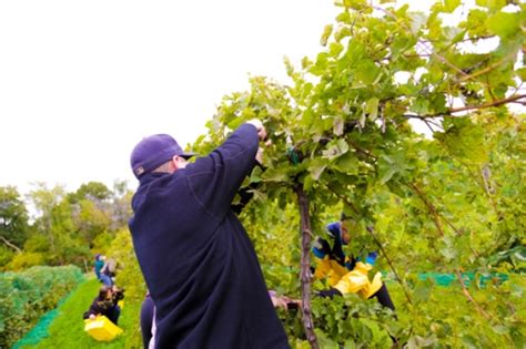 Joining the Fall Grape Harvest at Cannon River Winery - Wander The Map