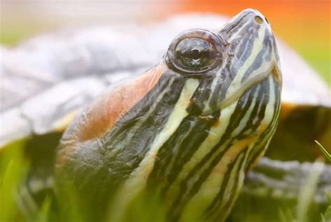 Terrapin vs Turtle - Main Differences Explained