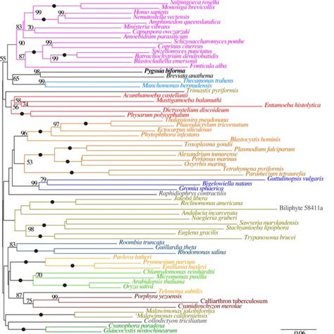 Figure S2 Phylobayes Chain 1 Unrooted Phylogenetic Tree Estimated