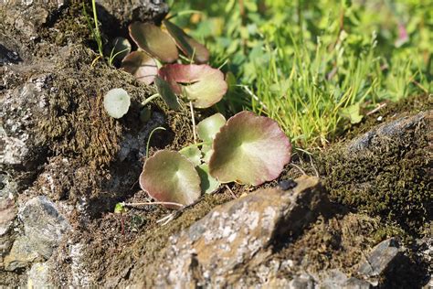 Ombelico Di Venere Umbilicus Rupestris Thank You Everyon Flickr