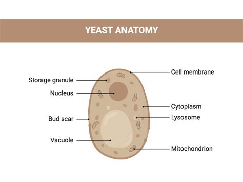 Yeast Diagram