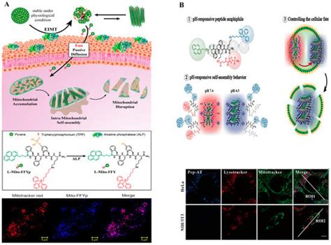 Chemosensors Free Full Text Organelle Targeting Self Assembled