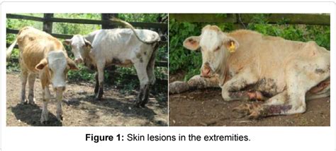 Figure 1 From Outbreak Of Dermatophilus Congolensis In Grazing Beef