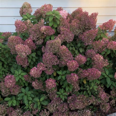 Hydrangea Bobo Buy Hydrangea Hardy Shrubs Online