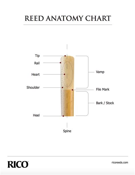 The Ultimate Guide To Clarinet And Saxophone Reeds Kincaid S Is Music