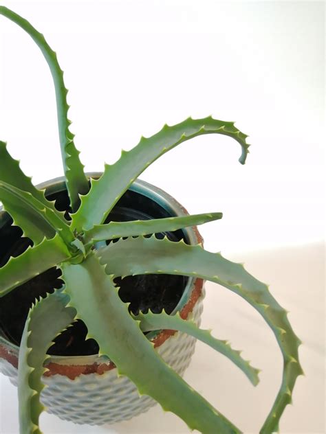 Aloes Aloe Vera Drzewiasty Sadzonka W Pojemniku Zielona Psychoza