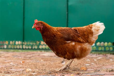 Rhode Island Red Chicken Breed Guide Know Your Chickens