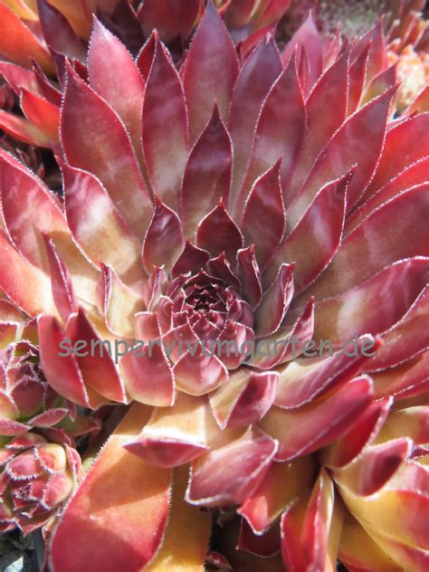 Sempervivum Zircon Ii Hauswurz Sempervivumgarten