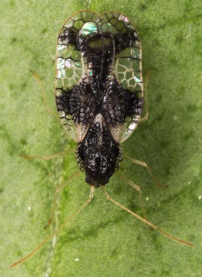 Lace Bug Stephanitis Takeyai Bugguidenet