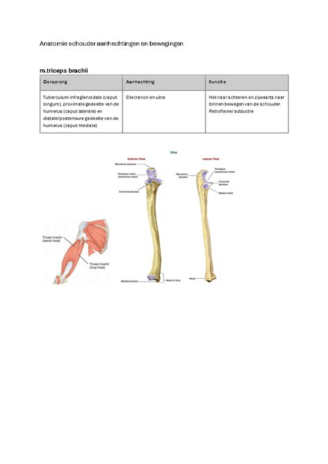 Anatomie Schouder Aanhechtingen En Bewegingen Retroflexie Adductie M