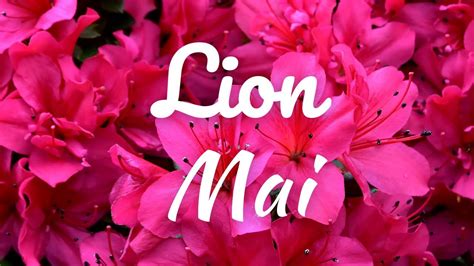 LION Mai Avancez en réfléchissant à des questions existentielles