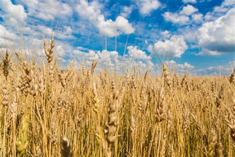 A Wheat Field Fresh Crop Of Wheat Stock Photo Image Of Growth Straw