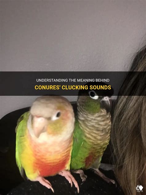 Understanding The Meaning Behind Conures Clucking Sounds PetShun