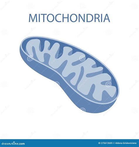 The Internal Structure Of Mitochondria Stock Illustration