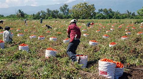 Agro Genera Millones De Empleos En El Pa S Confiep